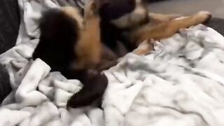 Приколы с животными 4