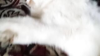 Cat masik