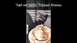 Расслабься Котики. Смешные Коты и Кошки. Приколы с котами