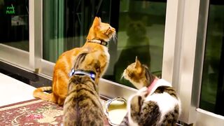 funny cat animals dog and cat