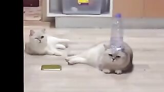 Когда просто хотел забросить бутылку в ведро