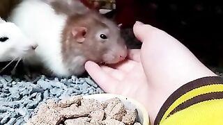Хомяки Зевают, стреляют глазками-hamsters yawn