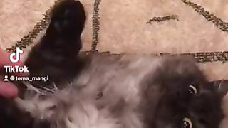 Кот под наркотиками