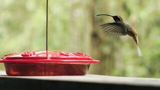Камера засняла как красивая птичка Колибри пьет воду | hummingbird drinks water
