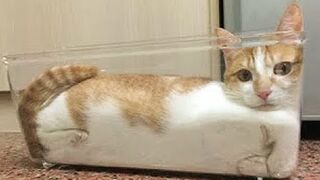 ПРИКОЛЫ С ЖИВОТНЫМИ / ПОДБОРКА ПРИКОЛОВ С КОТАМИ И СОБАКАМИ 2