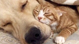 ПРИКОЛЫ С ЖИВОТНЫМИ / ПОДБОРКА ПРИКОЛОВ С КОТАМИ И СОБАКАМИ / СМЕШНЫЕ ЖИВОТНЫЕ