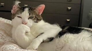 ANIMAL JOKES / CATS AND DOGS COMPILATION / FUNNY ANIMALS