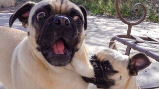 ANIMAL JOKES / CATS AND DOGS COMPILATION / FUNNY ANIMALS 2