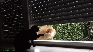 ANIMAL JOKES / CATS AND DOGS COMPILATION / FUNNY ANIMALS 3
