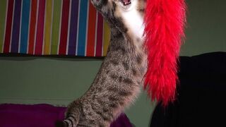 Смешные кошки и другие животные.