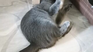 Kotik