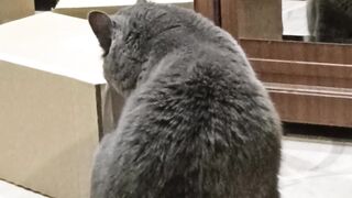 Kotik 2