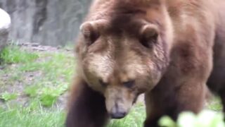 Версус. Битвы медведя!