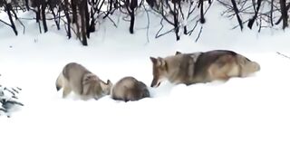 Волк против росомахи.