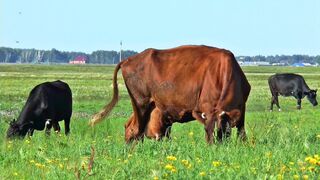 Корова на пасбіщах