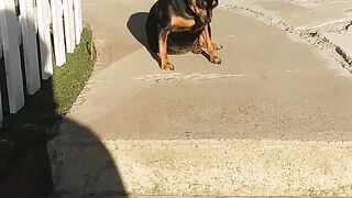 Собака 2