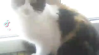 Прикольная кошка