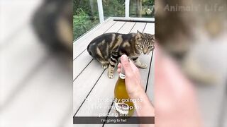Best Funny Animal Videos 2022 S Funniest Cats And Dogs Videos