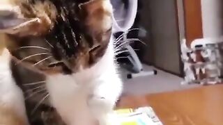 Милота 2