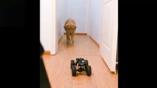 ????Cute And Funny Pets | Try Not To Laugh To These Pets Compilation #7???? Cutest Lands