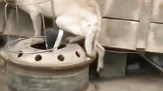 Смешное видео о животных