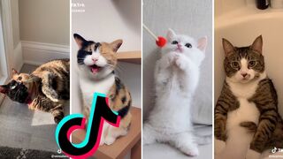Tik Tok FUNNY MOMENTS CATS #1