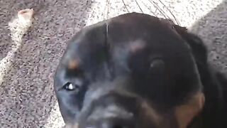 Приколы с животными 2 2