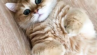 My life and cat