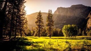 Relaxing music, forest