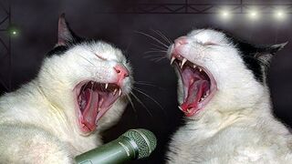 Funniest Animals ???? - Best Of Funny Animal Videos ???? - Cutest Animals Ever