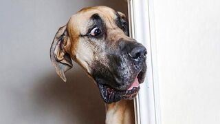Funniest Animals ???? - Best Of The 2020 Funny Animal Videos ???? - Cutest Animals Eve Part 5