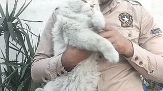 Biggest cat