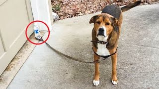 Funniest Animals Best Of The 2020 Funny Animal Videos Part 6