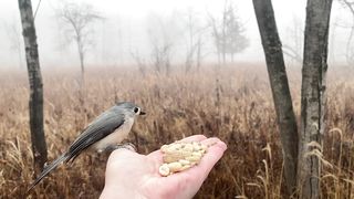 Hand-feeding Birds in Slow Mo - Tufted Titmice