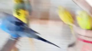 Parrot Talking #parrot