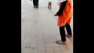 Monkey performance | Bandar ka tamasha