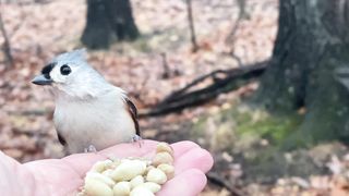 Hand-feeding Birds in Slow Mo - Tufted Titmouse, Downy Woodpeckers.2023