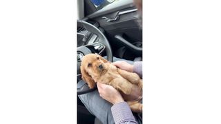 puppies reactions