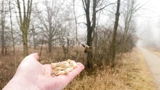 A female Red-bellied Woodpecker stops by the Hand of Snack