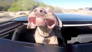 Funniest Animals Best Of Funny Animal Videos - Cutest Animals Eve Part 6