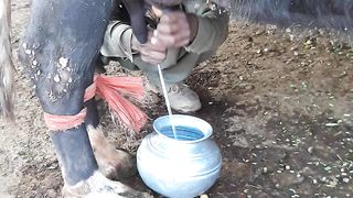 Fresh milk from buffalo at my Village