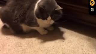 Funniest Animals - Best Of The 2020 Funny Animal Videos - Cutest Animals Ever Part 6