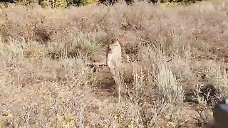 OMG _mountain_Lion_stalks_elk_hunter_inIdaho_saved_by_Golck27_Warning _shots