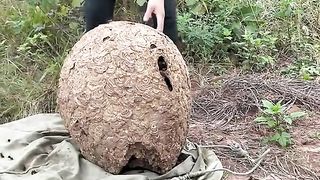 Hunting_large_fresh_bess_hornets_from_mounfain_wild _wasps _compailation