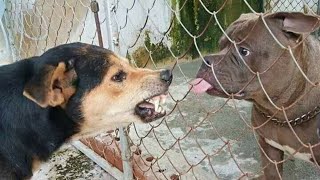 Funniest Animals Ever - Awesome Funny Animals' Life Videos - Funniest Pets