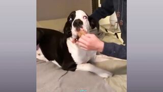 Funny dogs vs cats ????