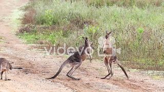 animal fighting
