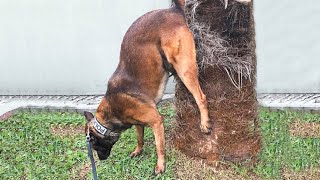Funniest Animals Ever - Awesome Funny Animals' Life Videos - Funniest Pets Part 8