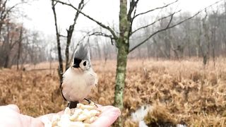 Hand-feeding Birds in Slow Mo Tufted Titmice, 2023