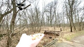 Hand-feeding Birds in Slow Mo A Blue Jay . 2023